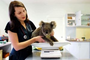 Jo Griffith and a Koala on weight scales
