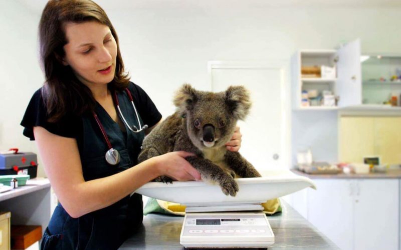 Jo Griffith and a Koala on weight scales